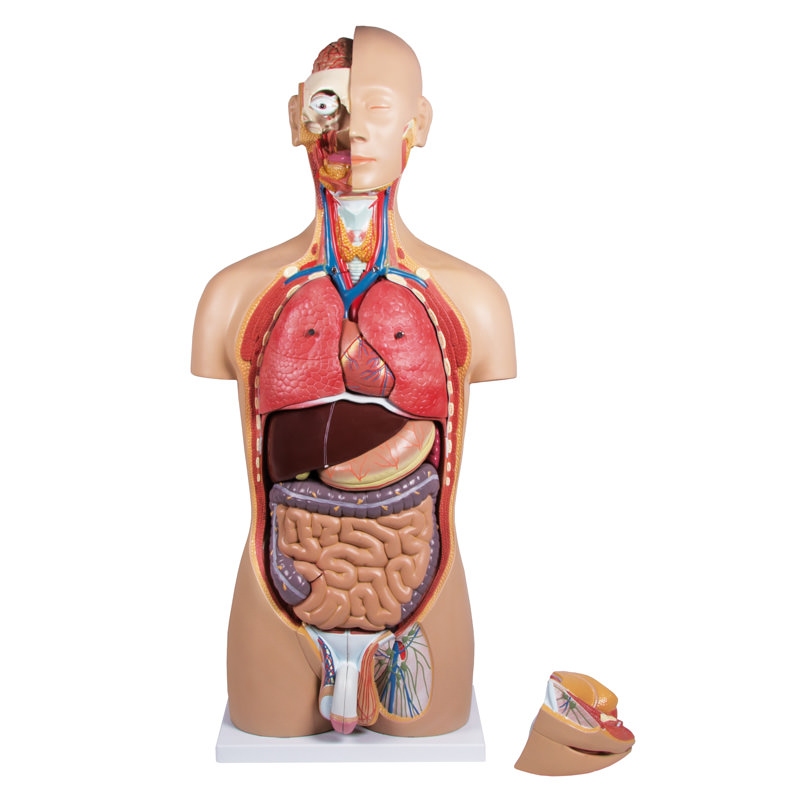 Torzo z odprtim hrbtom, 27-delni, dvospolni