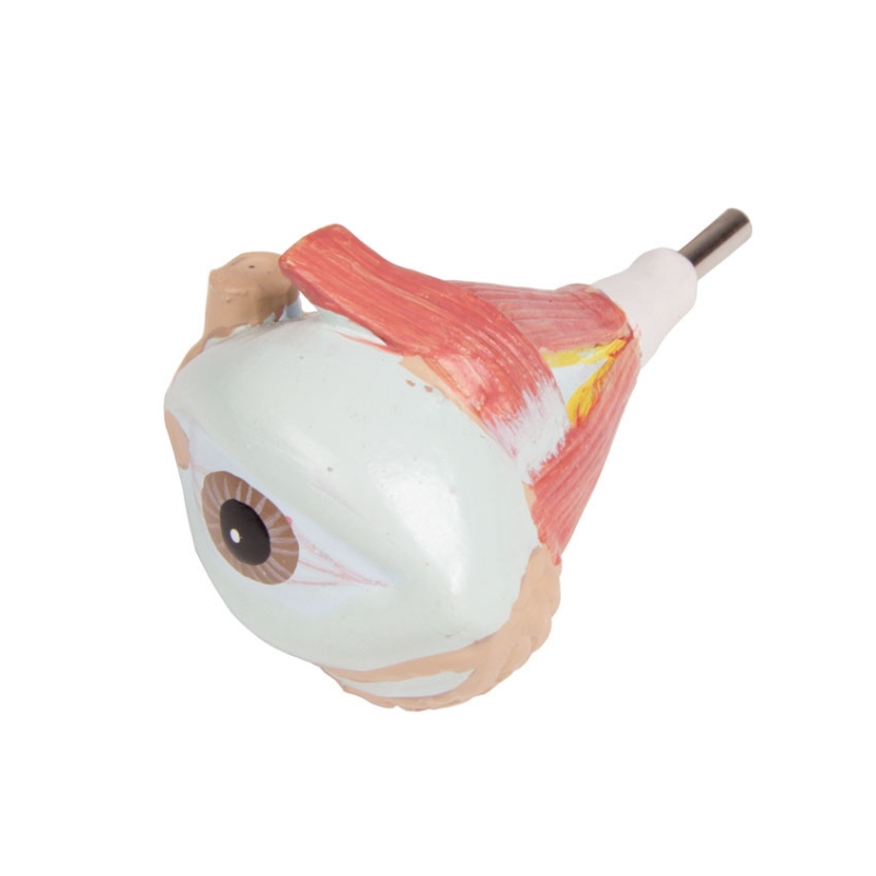 Torzo z odprtim hrbtom, 27-delni, dvospolni