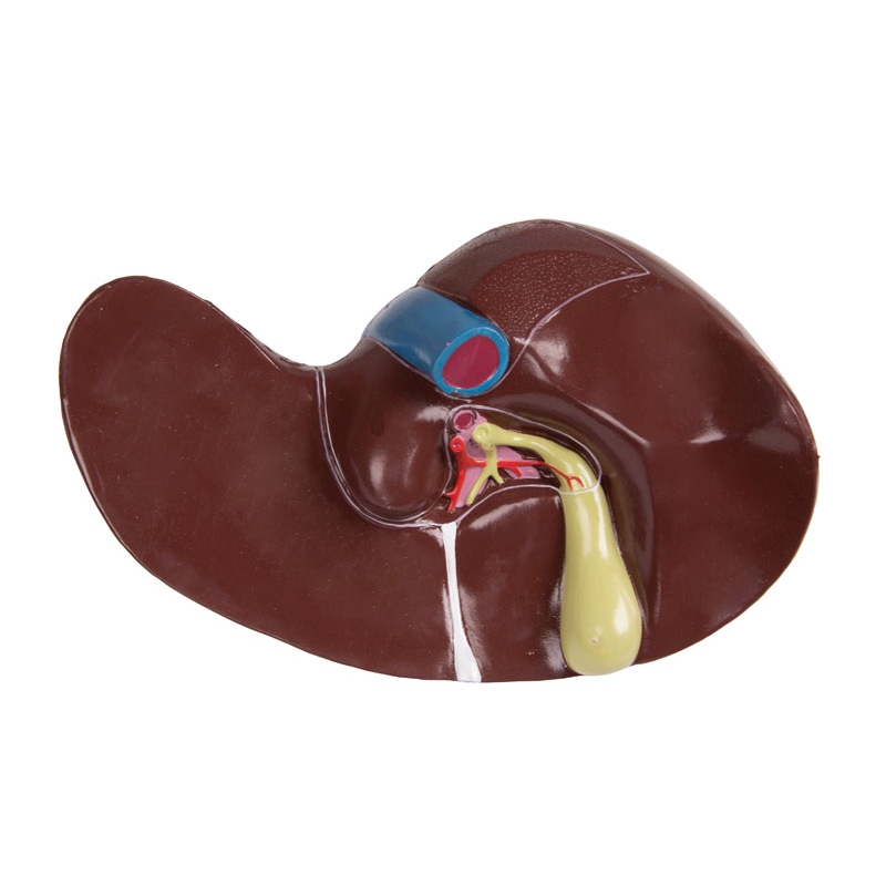 Torzo z odprtim hrbtom, 27-delni, dvospolni