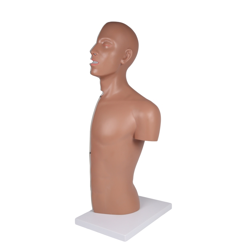 Torzo z odprtim hrbtom, 27-delni, dvospolni