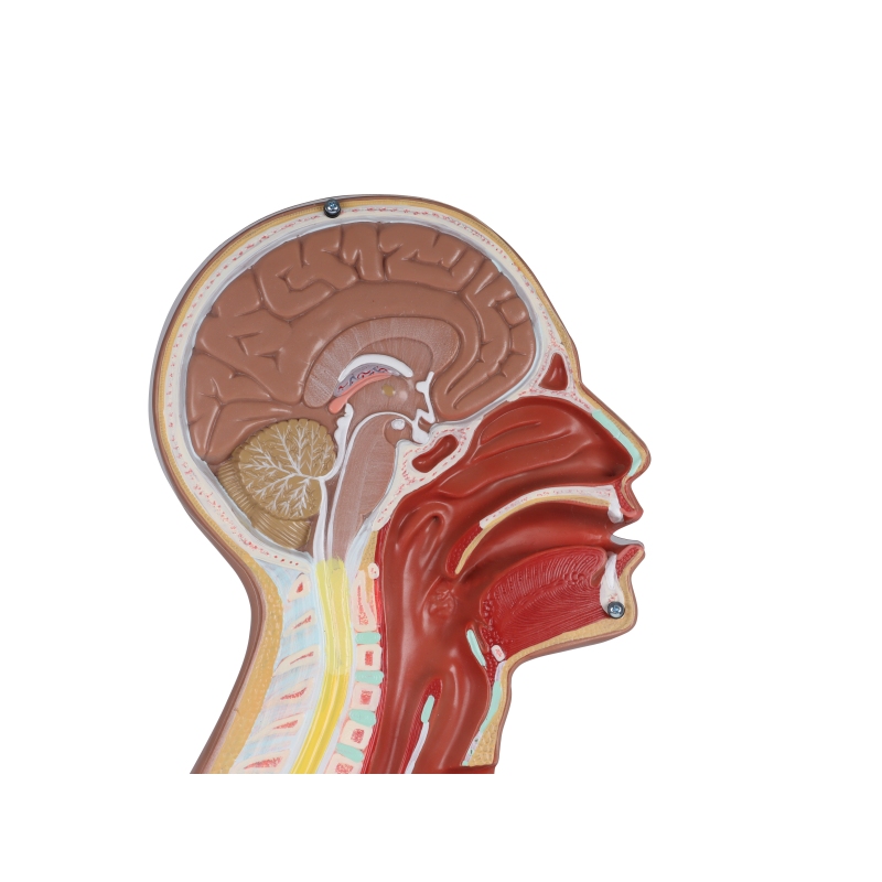Torzo z odprtim hrbtom, 27-delni, dvospolni