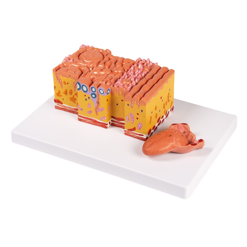 Jezik in tkivo jezika