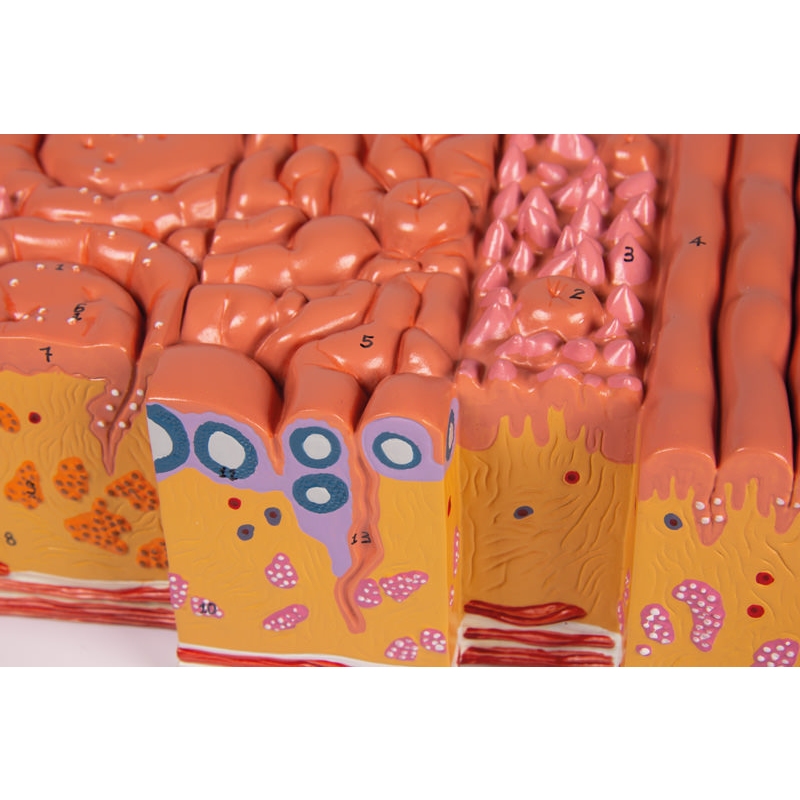 Jezik in tkivo jezika