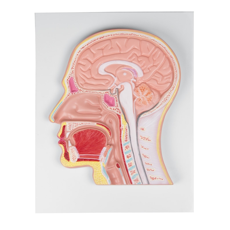 Srednji del glave (reliefni model)