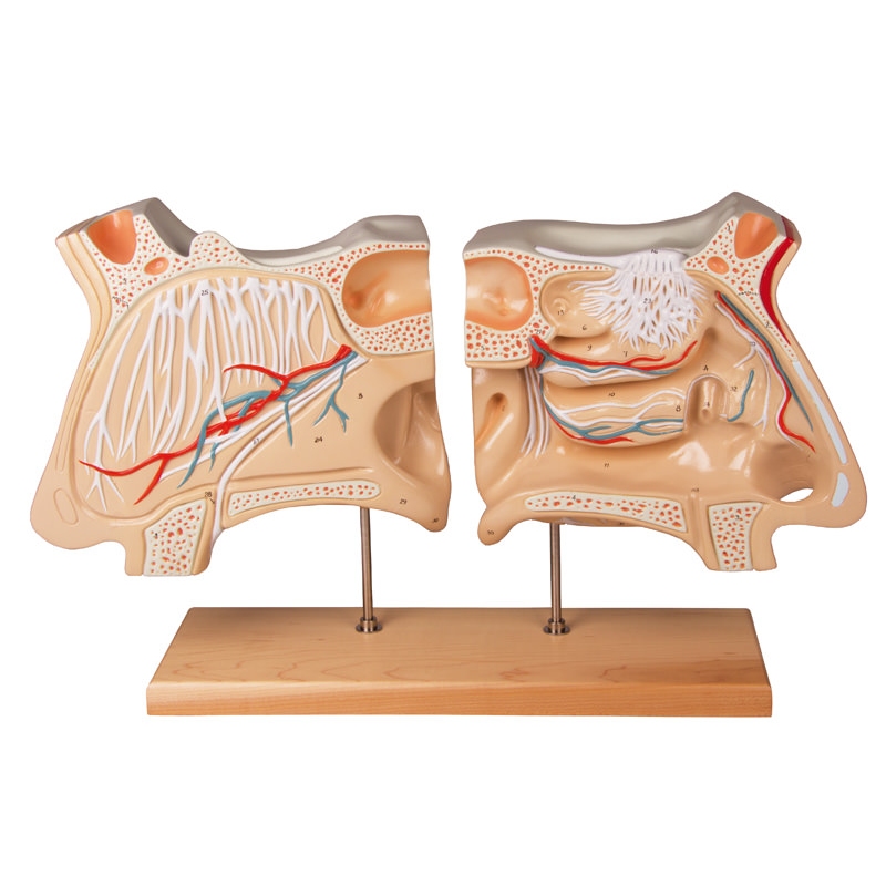 Nos in vohalni organ, 4-krat večja od življenjske velikosti