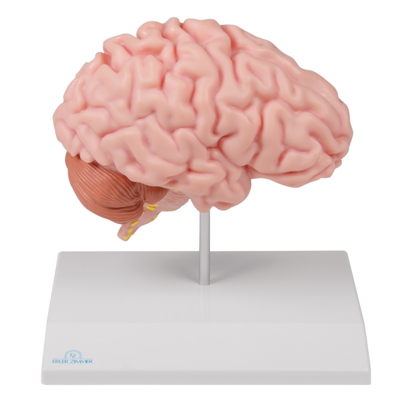 Anatomska polovica možganov v naravni velikosti - EZ Augmented Anatomy