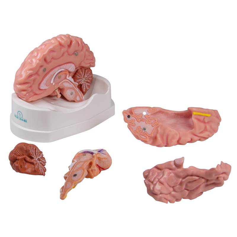 Anatomski model možganov v naravni velikosti, 5 delov - EZ Augmented Anatomy