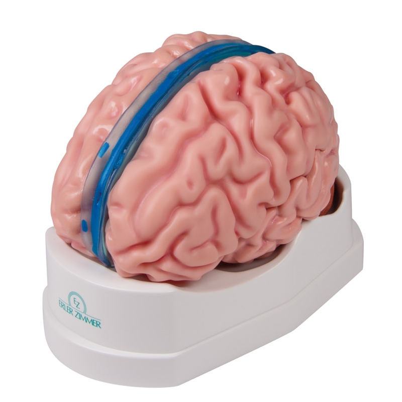 Anatomski model možganov v naravni velikosti, 5 delov - EZ Augmented Anatomy