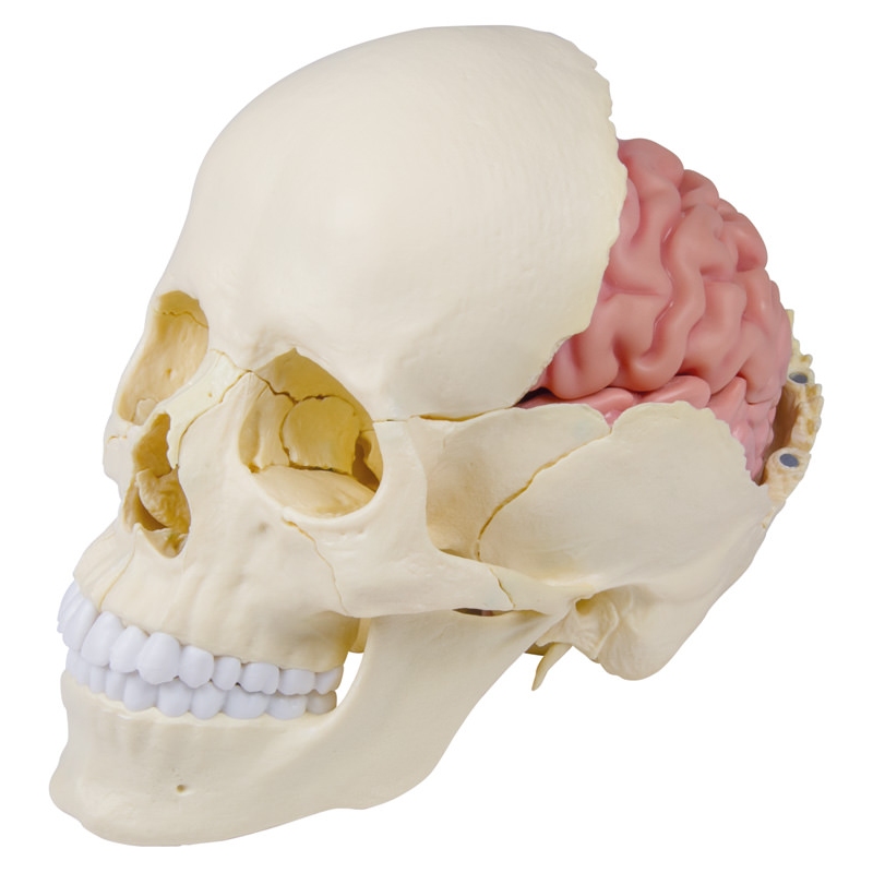 Anatomski model možganov v naravni velikosti, 5 delov - EZ Augmented Anatomy