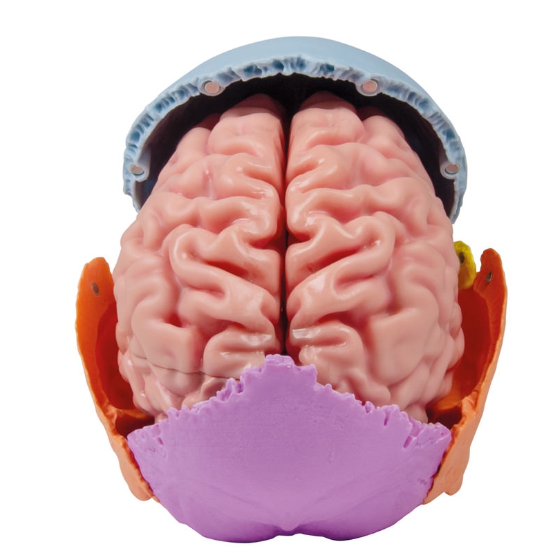 Anatomski model možganov v naravni velikosti, 5 delov - EZ Augmented Anatomy