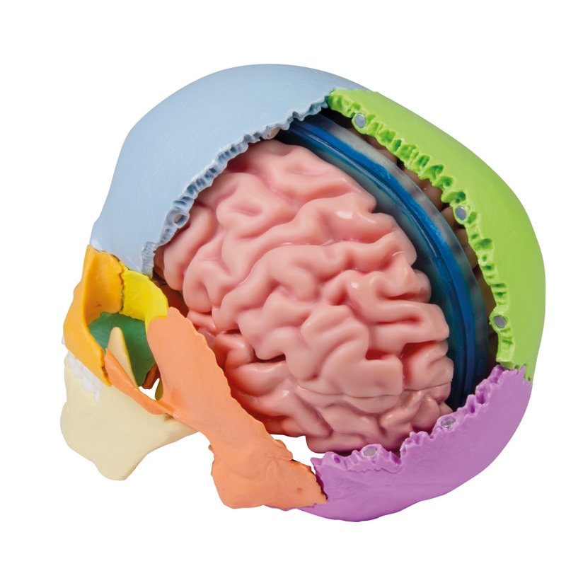 Anatomski model možganov v naravni velikosti, 5 delov - EZ Augmented Anatomy