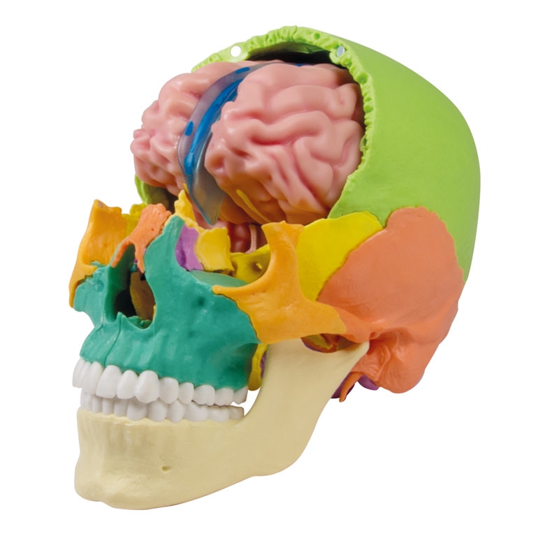 Anatomski model možganov v naravni velikosti, 5 delov - EZ Augmented Anatomy
