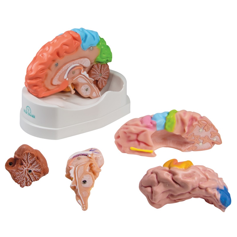 Funkcionalni in regionalni model možganov, v naravni velikosti, 5 delov - EZ Augmented Anatomy