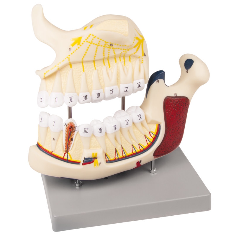 Model zgornje in spodnje čeljusti