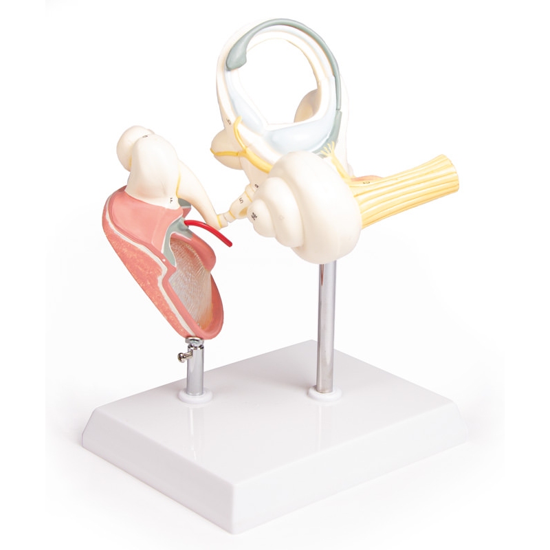 Labirint s koščicami in timpanično membrano