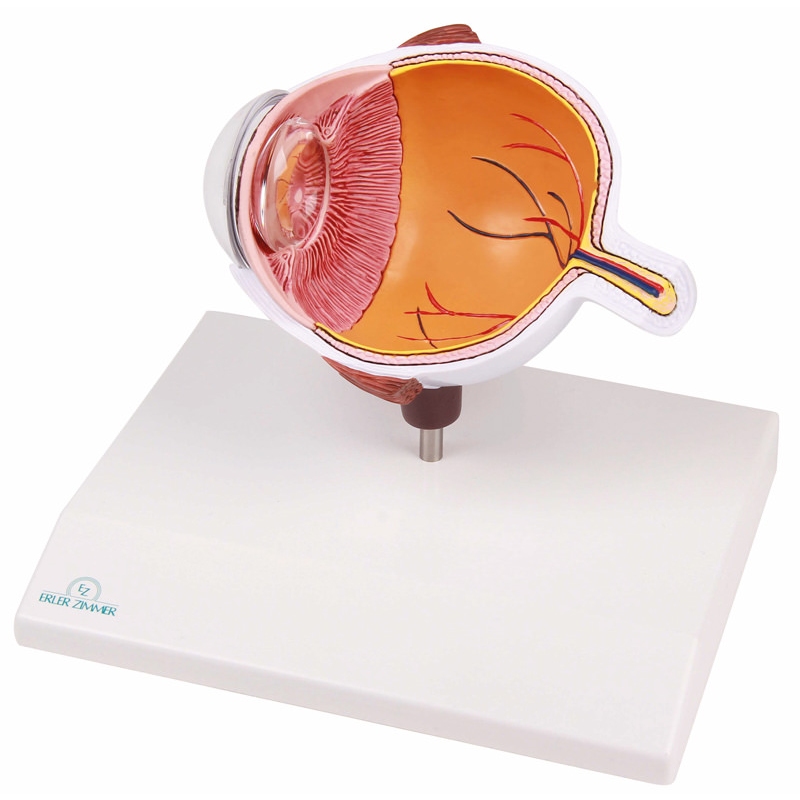 Povečana polovica očesa - EZ Augmented Anatomy