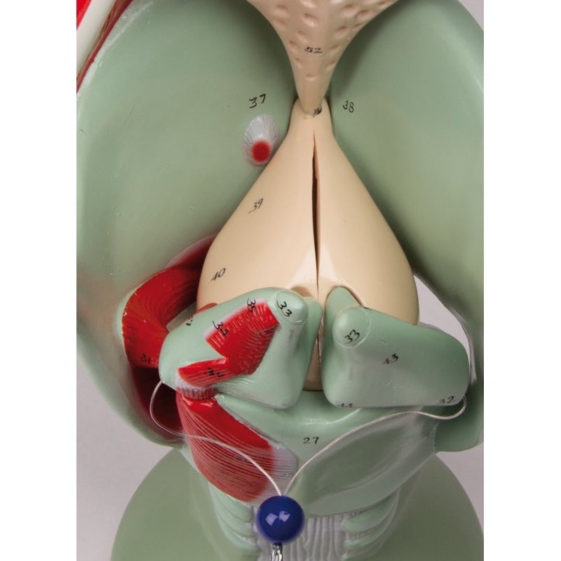 Funkcionalno grlo v 4-kratni naravni velikosti