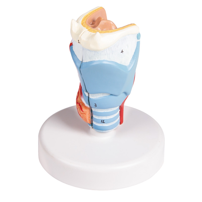 Model grla v naravni velikosti, 2 dela