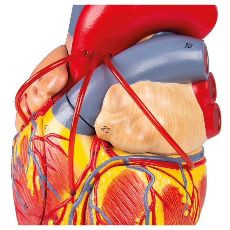 Srce z obvodom, 2x v naravni velikosti, 4 deli