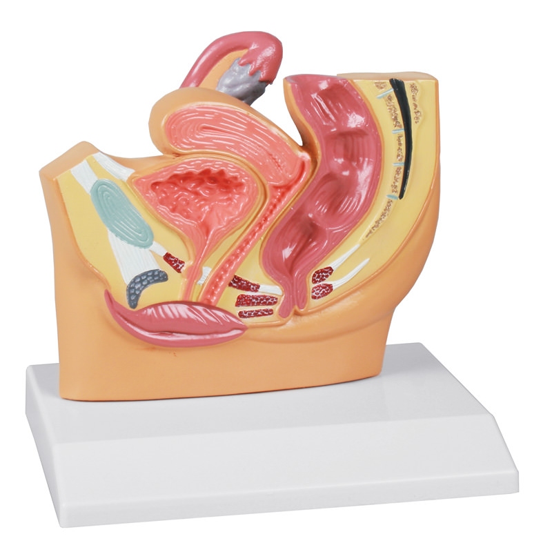 Prerez ženske medenice, zmanjšana velikost - EZ Augmented Anatomy