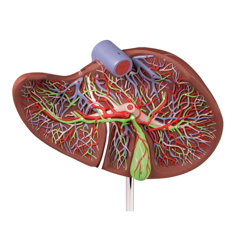 Človeška jetra v 1,5-kratni naravni velikosti