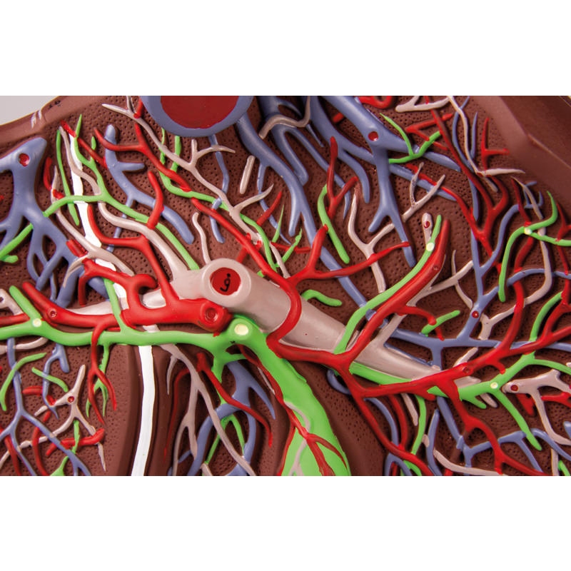 Človeška jetra v 1,5-kratni naravni velikosti