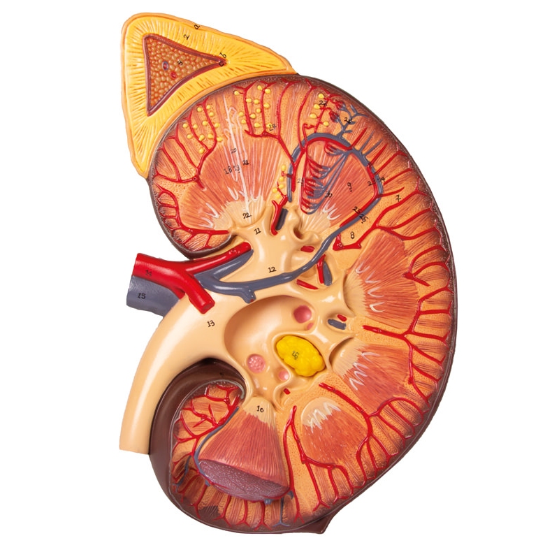 Razdelek ledvic z ledvičnim nefronom in ledvičnim telescem