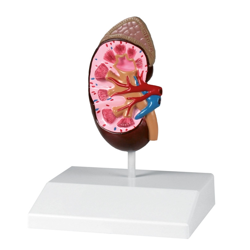 Model ledvic v naravni velikosti - EZ Augmented Anatomy