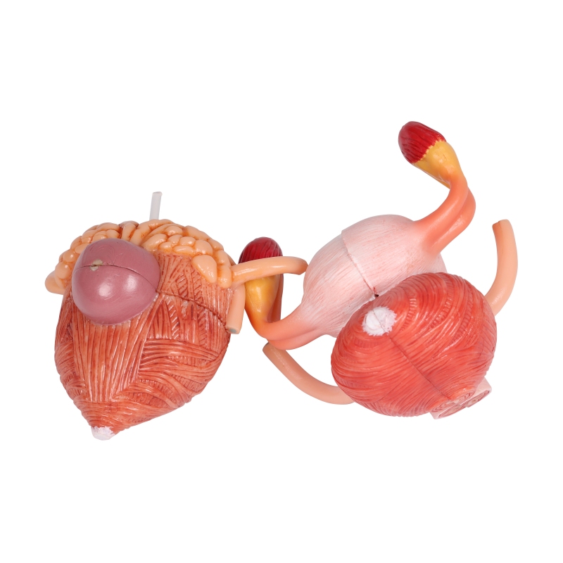 Urinski sistem, dvojni spol, 6 delov