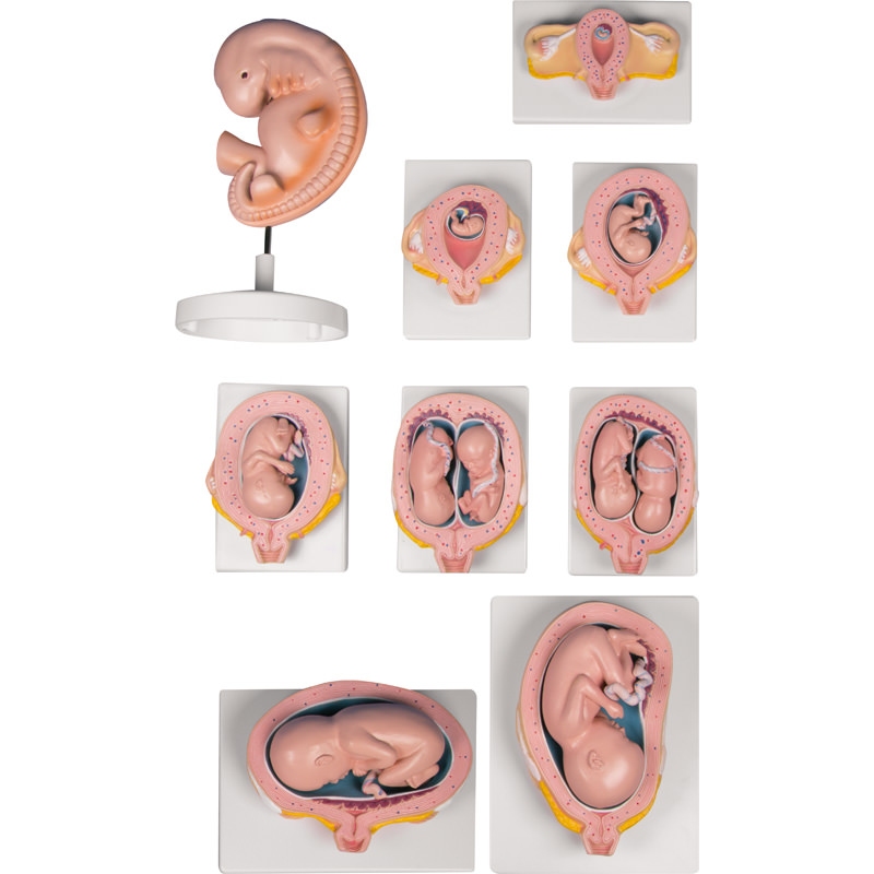 Komplet modelov nosečnosti, 9 modelov