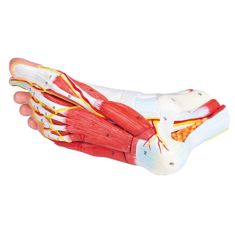 Anatomija stopala, 9 delov