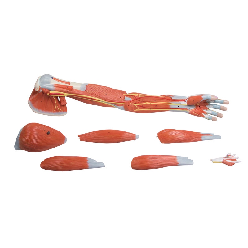 Mišice rok, 7 delov