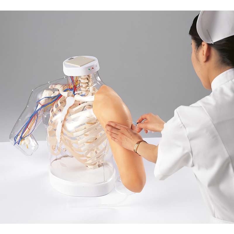 Model anatomije rame in roke / tehnika injiciranja i.m.