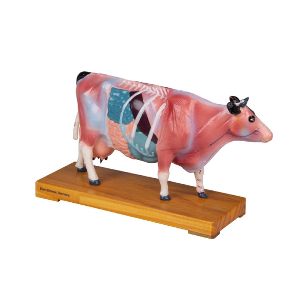 MODEL KRAVE ZA AKUPUNKTURO