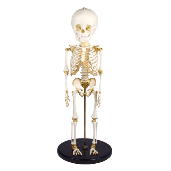 Okostje otroka, 14 do 16 mesecev