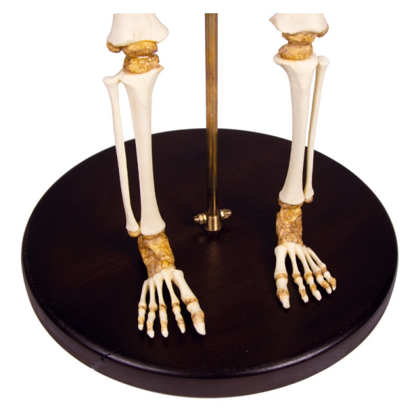 Okostje otroka, 14 do 16 mesecev