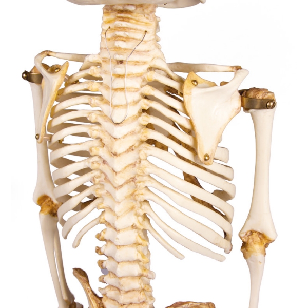 Okostje otroka, 14 do 16 mesecev