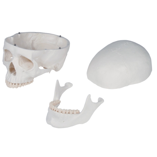 Didaktični skelet "Oskar"