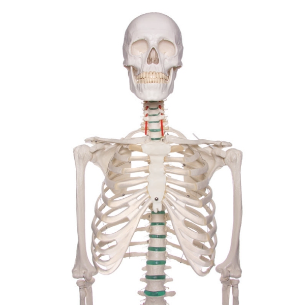 Didaktični skelet "Oskar"