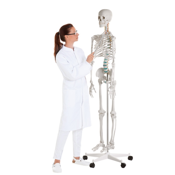 Didaktični skelet "Oskar"