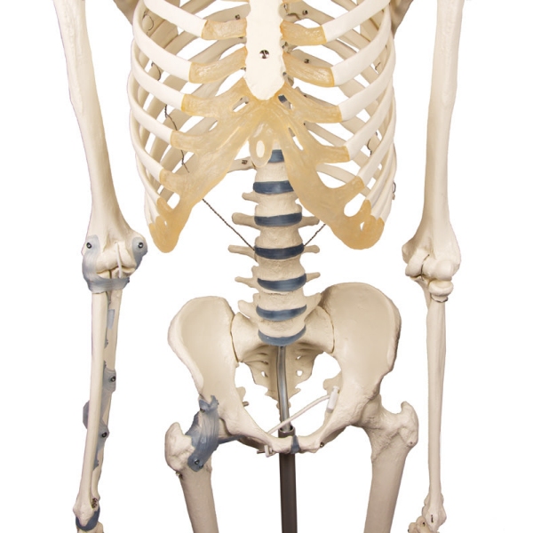 Skelet "Otto" z ligamenti