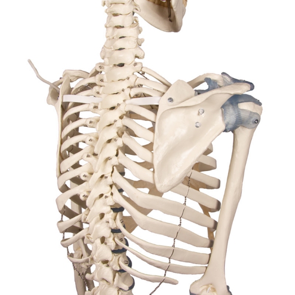 Skelet "Otto" z ligamenti