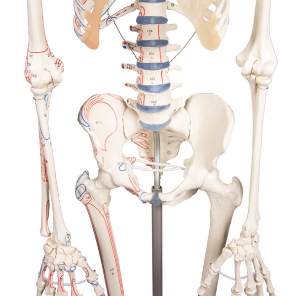 Skelet "Arnold" z oznakami mišic