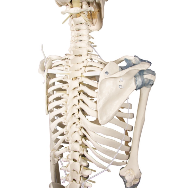 Skelet "Toni" z gibljivo hrbtenico in vezivi