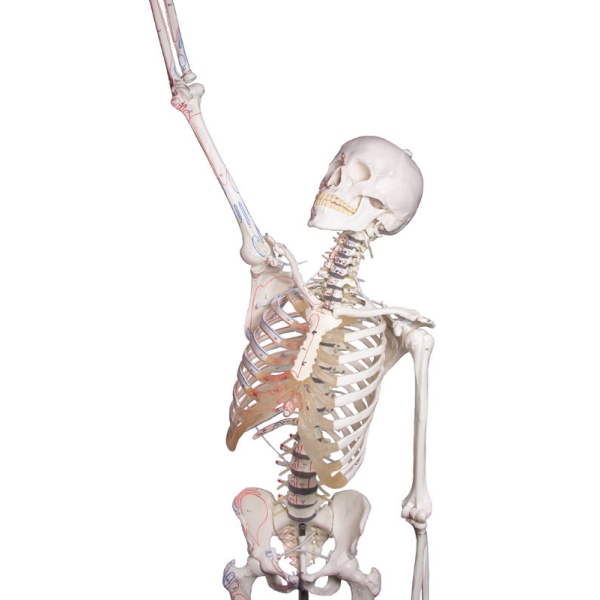 Skelet "Peter" z gibljivo hrbtenico in mišičnimi oznakami