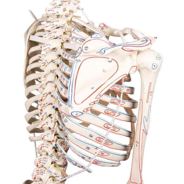 Skelet "Peter" z gibljivo hrbtenico in mišičnimi oznakami