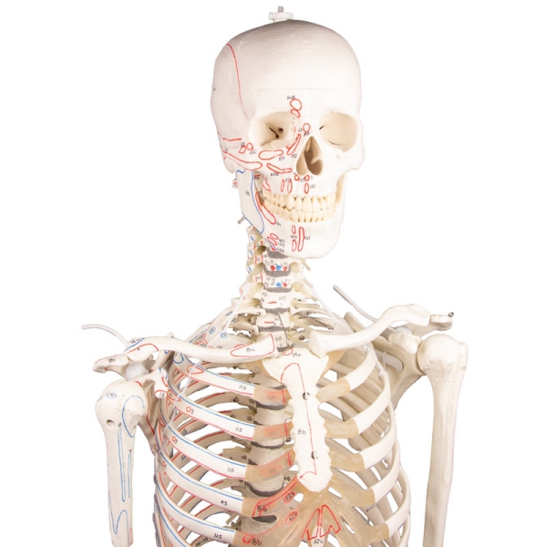 Skelet "Peter" z gibljivo hrbtenico in mišičnimi oznakami