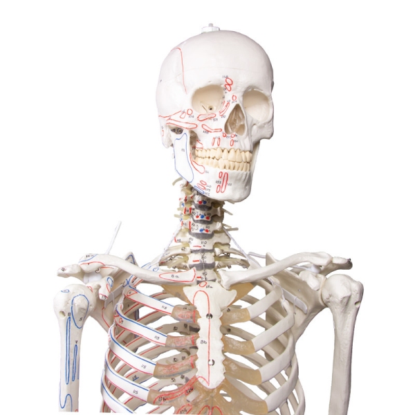 Skelet "Peter" z gibljivo hrbtenico in mišičnimi oznakami