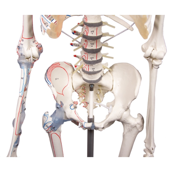 Skelet "Max" z gibljivo hrbtenico, mišičnimi oznakami in vezmi
