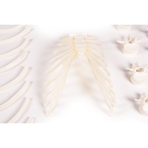 Nesestavljeno polovično okostje (zbirka kosti)